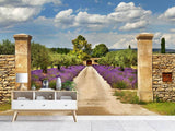 Fototapete Lavendel-Garten