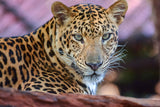Fototapete Leopard