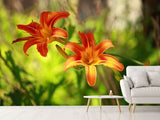Fototapete Lilien in der Natur