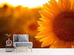 Fototapete Macro-Sonnenblume