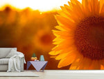 Fototapete Macro-Sonnenblume