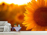 Fototapete Macro-Sonnenblume