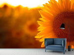 Fototapete Macro-Sonnenblume