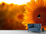 Fototapete Macro-Sonnenblume