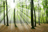Fototapete Magisches Licht in den Bäumen
