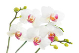 Fototapete Orchideenliebe