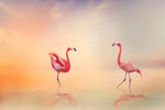 Fototapete Romantische Flamingos