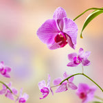 Fototapete Romantische Orchideen