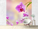 Fototapete Romantische Orchideen