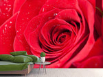 Fototapete Rote Rose im Morgentau
