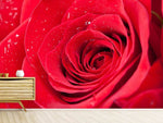 Fototapete Rote Rose im Morgentau