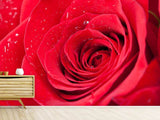 Fototapete Rote Rose im Morgentau