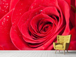 Fototapete Rote Rose im Morgentau