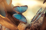 Fototapete Schmetterlinge