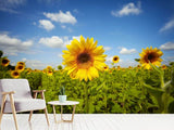 Fototapete Sommer-Sonnenblumen