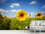 Fototapete Sommer-Sonnenblumen