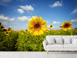Fototapete Sommer-Sonnenblumen