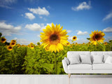 Fototapete Sommer-Sonnenblumen