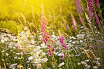 Fototapete Sommerliche Blumenwiese