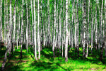 Fototapete Sommerlicher Birkenwald