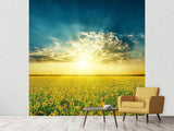 Fototapete Sonnenblumen in der Abendsonne