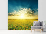 Fototapete Sonnenblumen in der Abendsonne