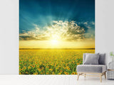 Fototapete Sonnenblumen in der Abendsonne