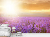 Fototapete Sonnenuntergang beim Lavendelfeld