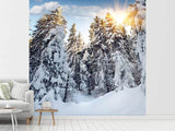 Fototapete Tannen im Schnee