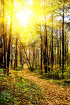 Fototapete Waldspaziergang in der Herbstsonne