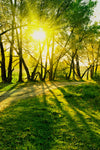 Fototapete Waldweg im Sonnenlicht