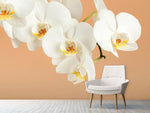 Fototapete Weisse Orchideenblüten