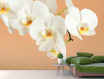 Fototapete Weisse Orchideenblüten