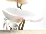 Fototapete XXL Orchideenblüte
