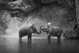 Fototapete Zwei Elefanten