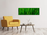 Leinwandbild Panorama Gras mit Morgentau