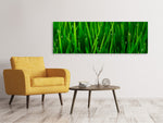 Leinwandbild Panorama Gras mit Morgentau