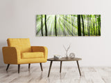 Leinwandbild Panorama Magisches Licht in den Bäumen
