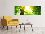 Leinwandbild Panorama Baum