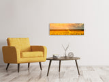 Leinwandbild Panorama Goldenes Licht für Sonnenblumen