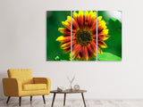 Leinwandbild 3-teilig Farbenprächtige Sonnenblume