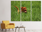 Leinwandbild 3-teilig Der Mastiff im Gras