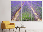 Leinwandbild 3-teilig Das Lavendel Feld