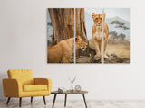 Leinwandbild 3-teilig Löwen in Afrika
