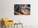 Leinwandbild 3-teilig Löwe sonnt sich