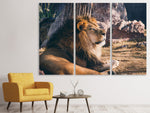 Leinwandbild 3-teilig Löwe sonnt sich