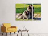 Leinwandbild 3-teilig 2 Wolfsspitz