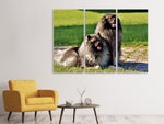 Leinwandbild 3-teilig 2 Wolfsspitz