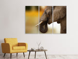 Leinwandbild 3-teilig  Elefant Close up