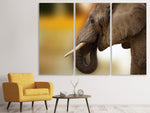 Leinwandbild 3-teilig  Elefant Close up